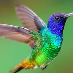 Colibri