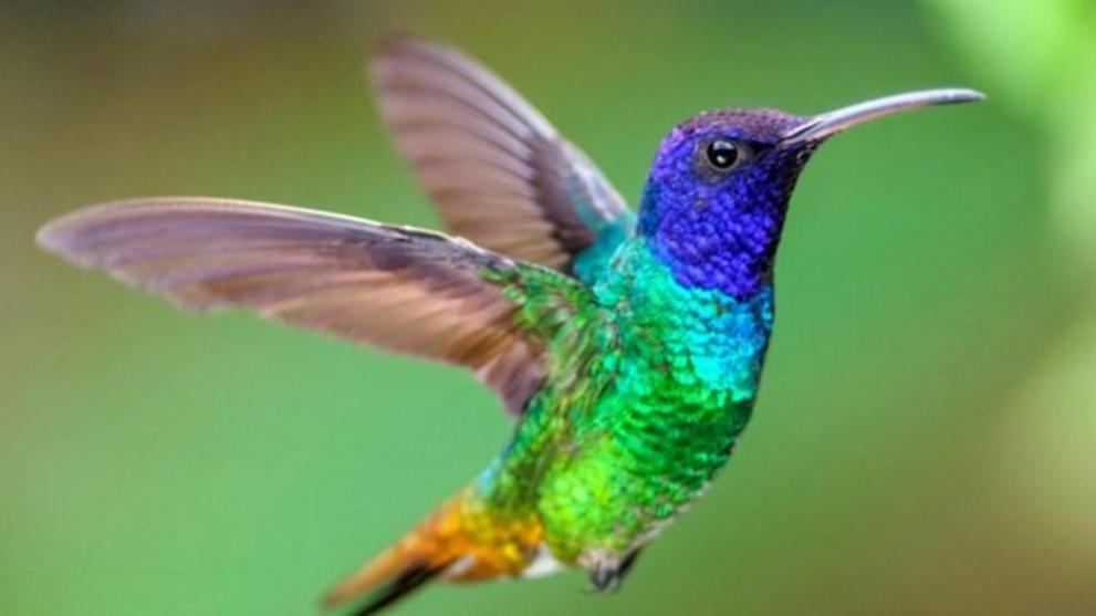 Colibri